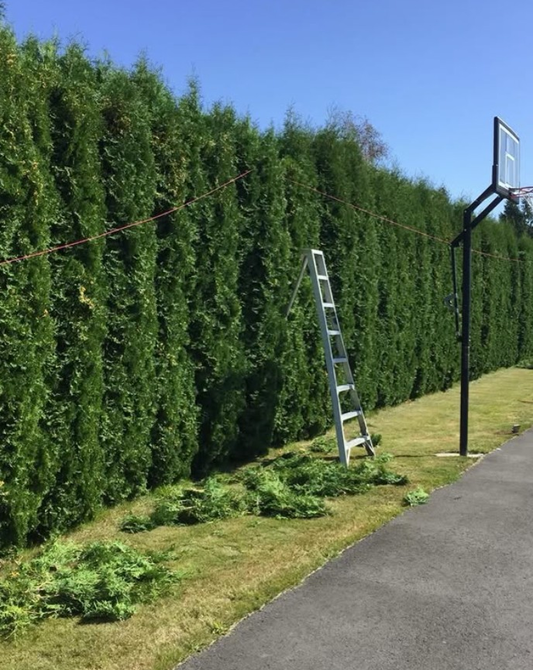 Shape and Maintain Healthy Hedges