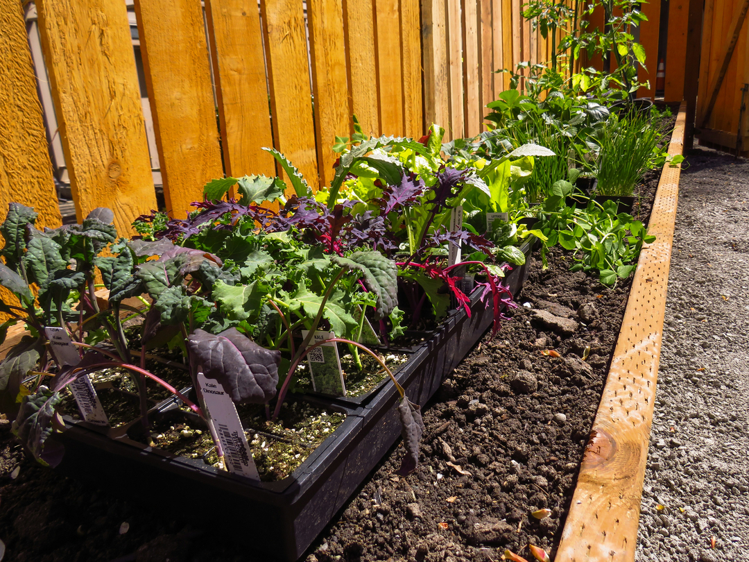 Thoughtful, Eco-Friendly Landscape Solutions