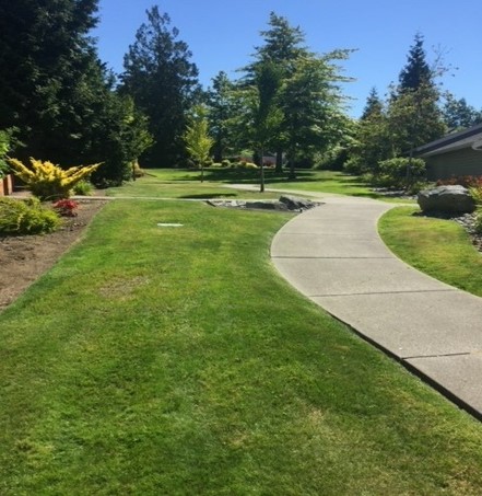 Clear Leaves and Protect Your Lawn